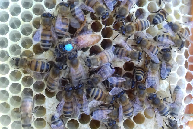Demi-journée initiation à l'apiculture à Guigneville-sur-Essonne