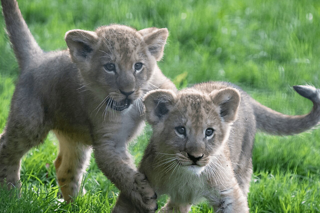 Billet pour le Zoo de Cerza (14)