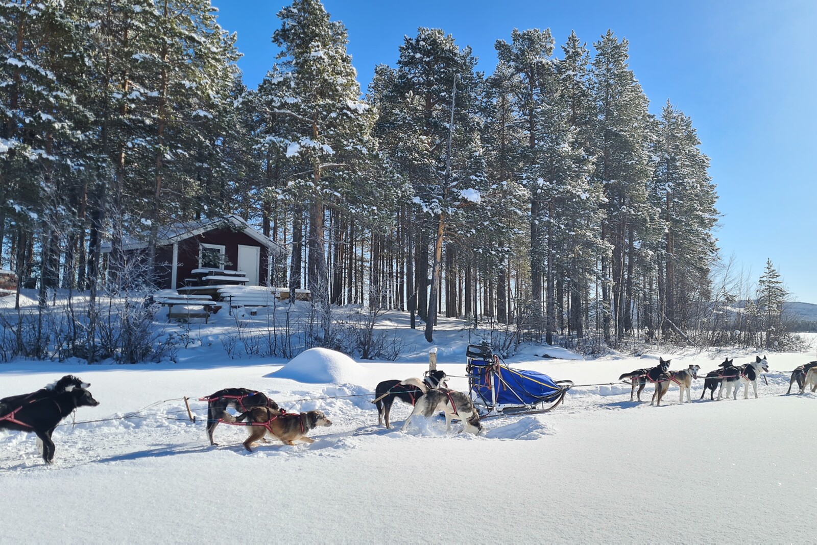 Go Dream HUNDESLÆDE OG OVERNATNING- Oplevelsesgaver STAY