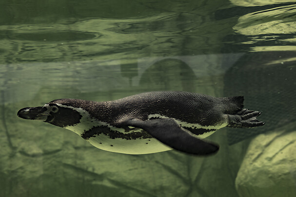 Go Dream FODR PINGVINERNE I PANGEA PARK FALSTER- Oplevelsesgaver ENTERTAINMENT