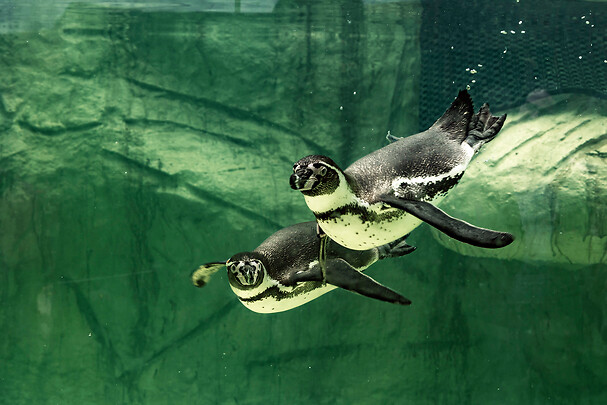 Go Dream SVØM MED PINGVINER HOS PANGEA PARK FALSTER, Oplevelsesgaver, ADVENTURE , Gaveidé