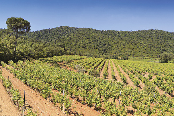 Dégustation de vins - Domaine de la Portanière proche de Saint-Tropez