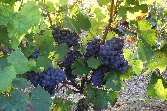 Dégustation de vins de Val de Loire - Cabernet & Côt au Nord de Tours