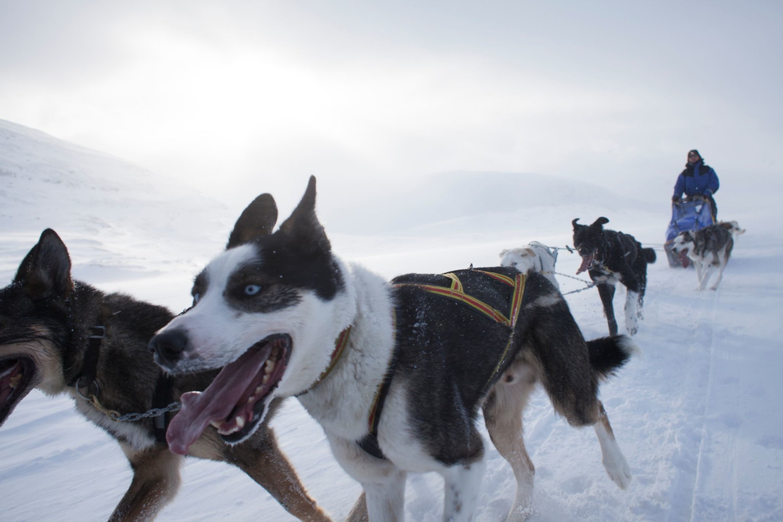 Go Dream KØR HUNDESLÆDE FOR 2- Oplevelsesgaver ADVENTURE - Forbered jer på at blive fortryllet, når I ankommer til Winter Wonderland i Lapland,